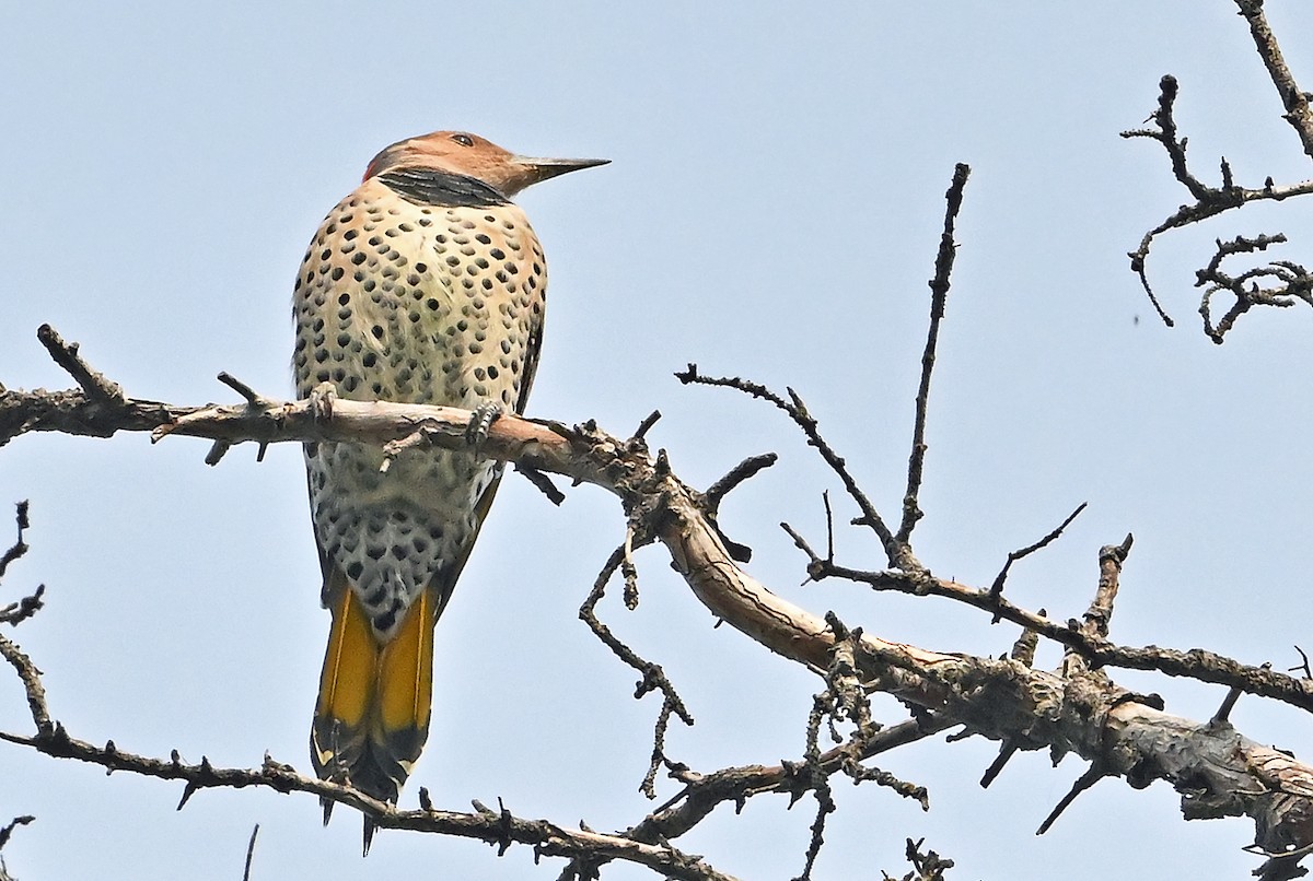Northern Flicker (Yellow-shafted) - ML642124464