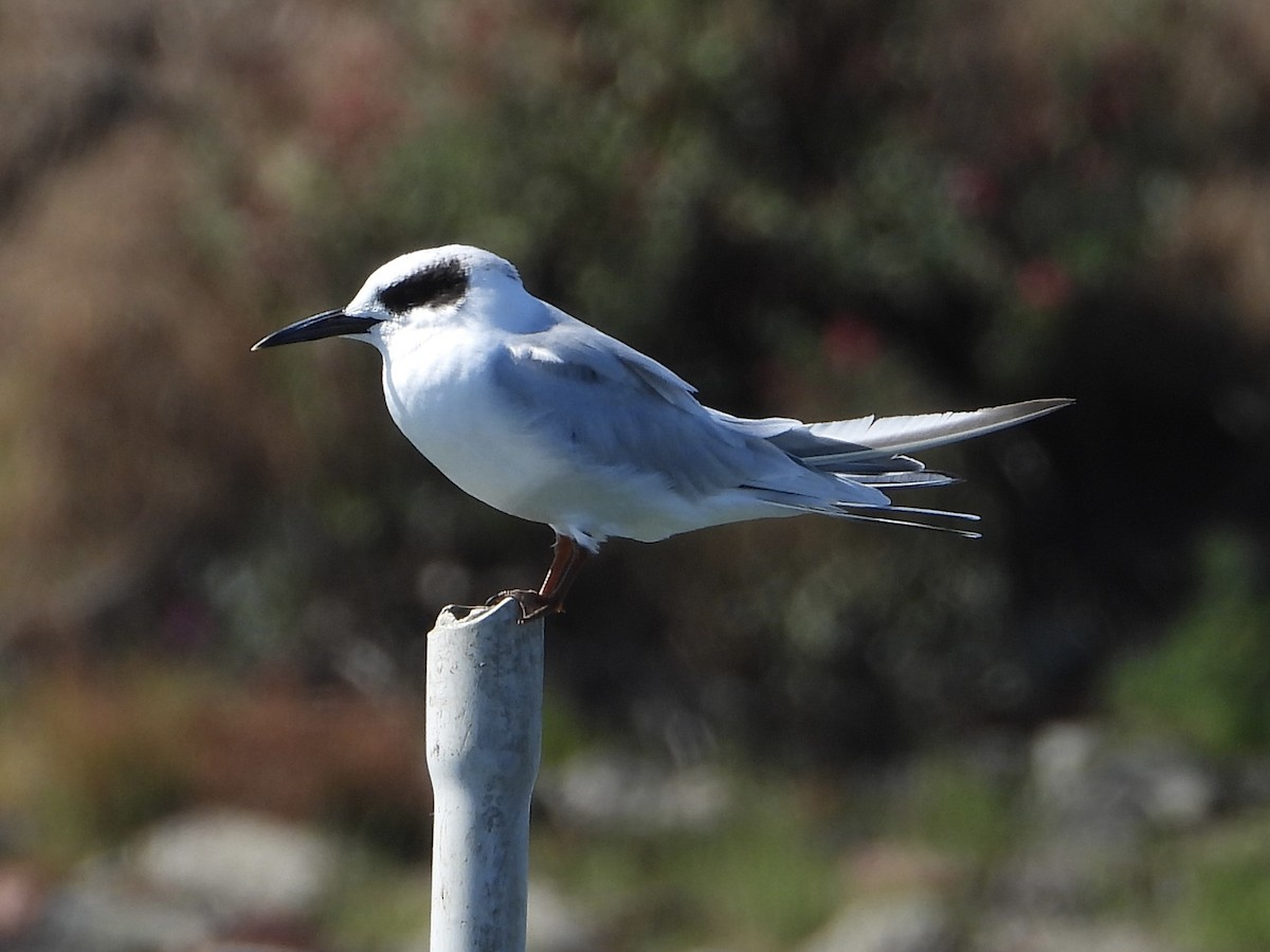 Forster's Tern - ML642124465
