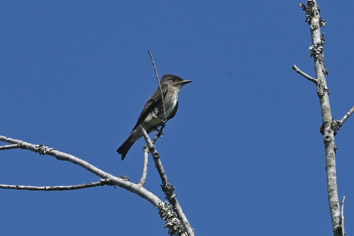 Olive-sided Flycatcher - ML642124466