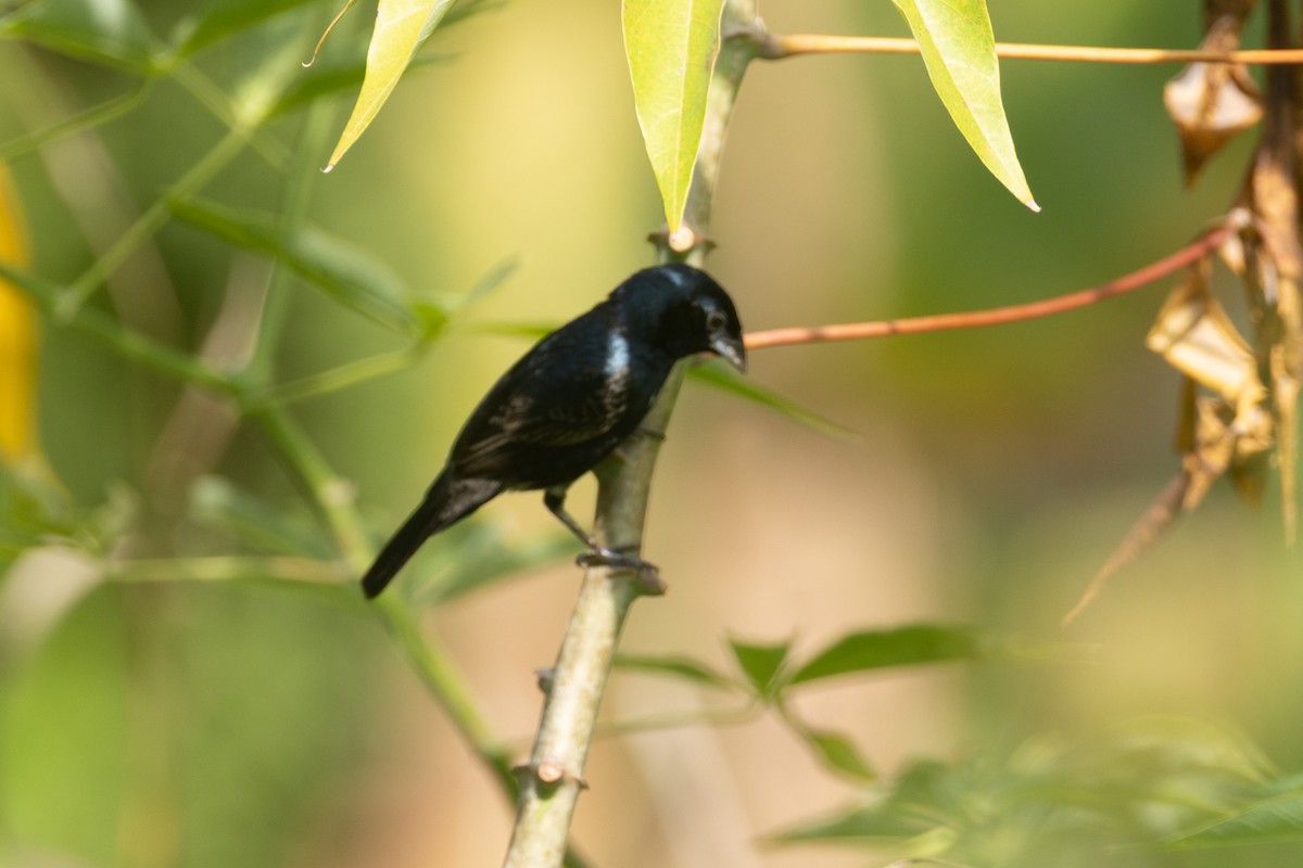 Blue-black Grassquit - ML642124468