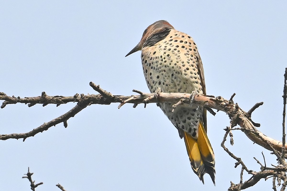 Northern Flicker (Yellow-shafted) - ML642124469
