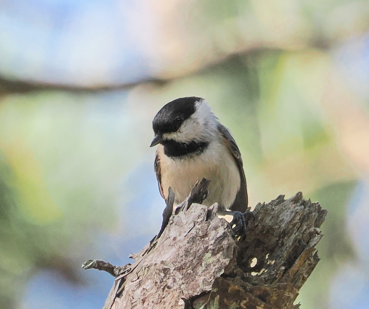 Carolina Chickadee - ML642124471