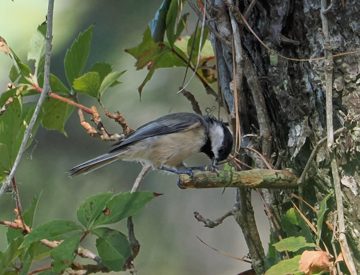 Carolina Chickadee - ML642124472