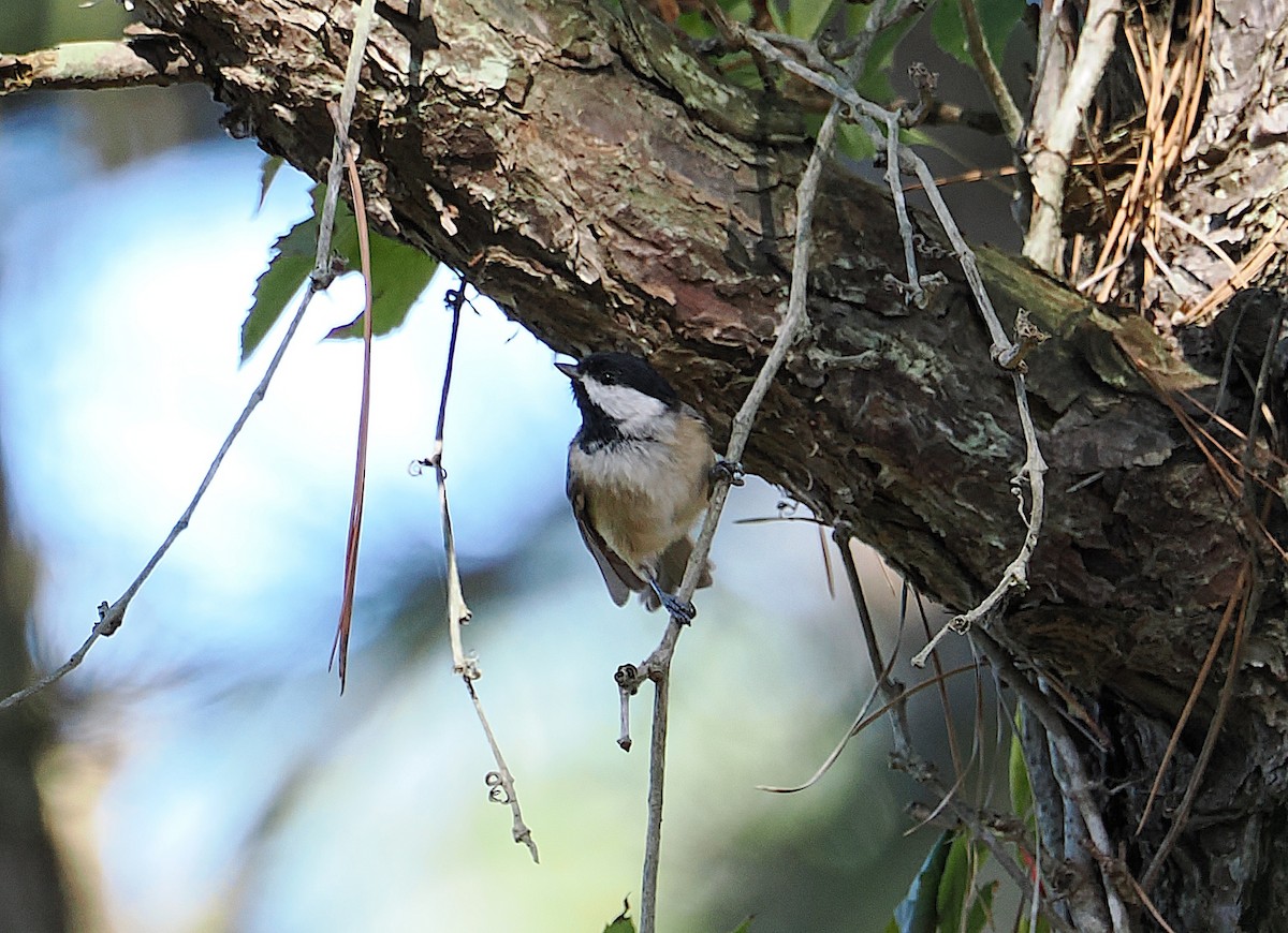 Carolina Chickadee - ML642124473