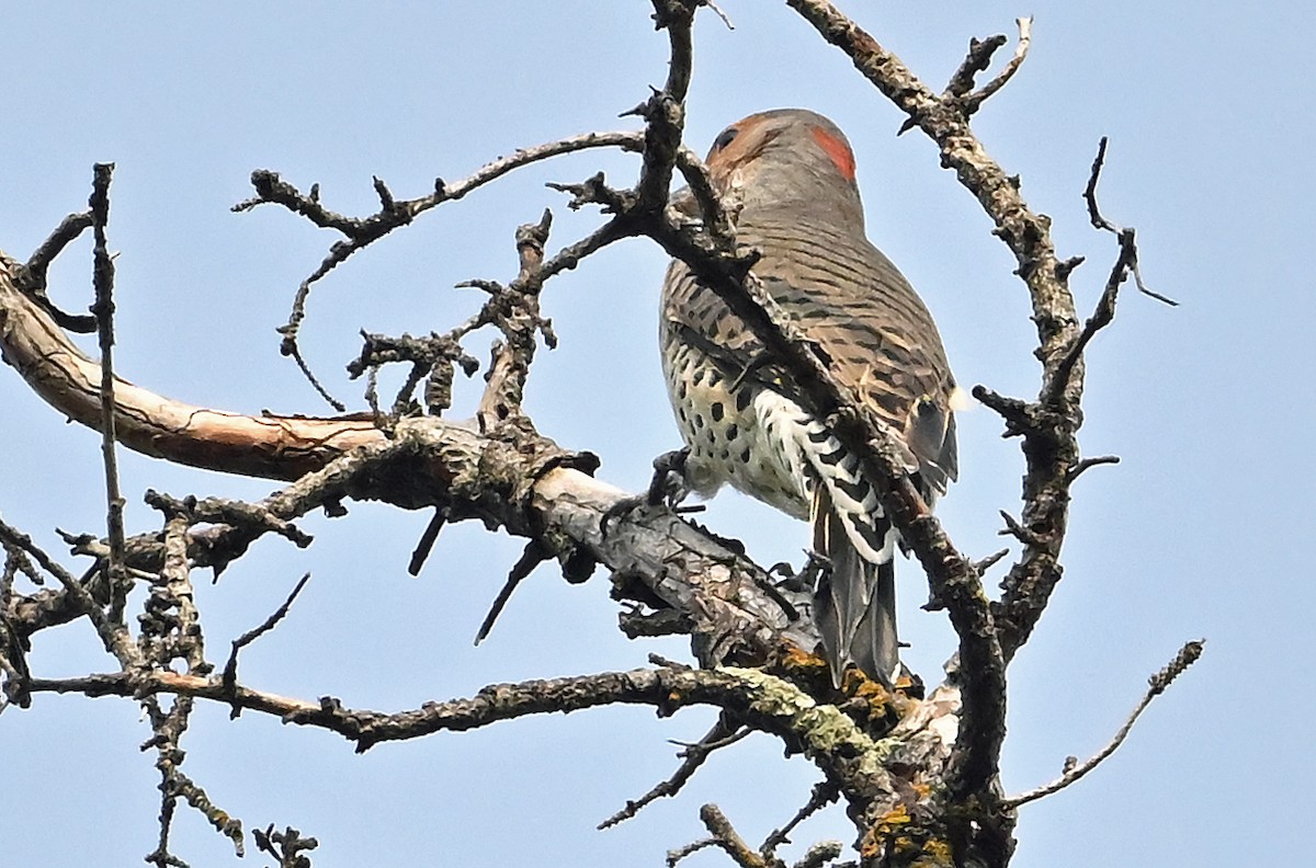 Northern Flicker (Yellow-shafted) - ML642124475