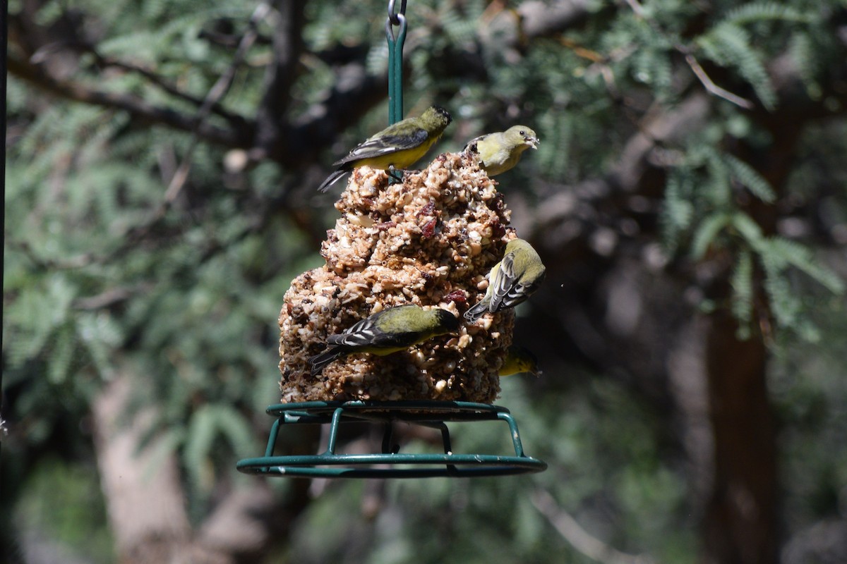 Lesser Goldfinch - ML642124484