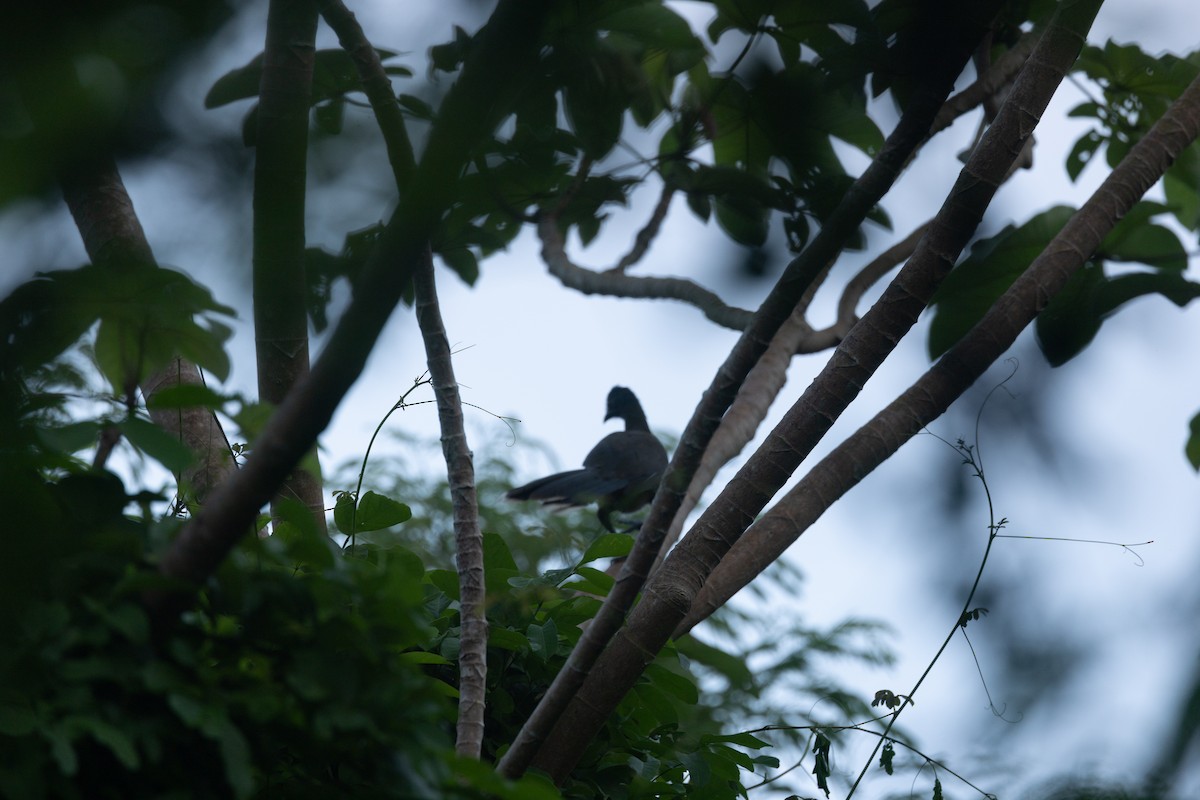 Rufous-vented Chachalaca - ML642124485