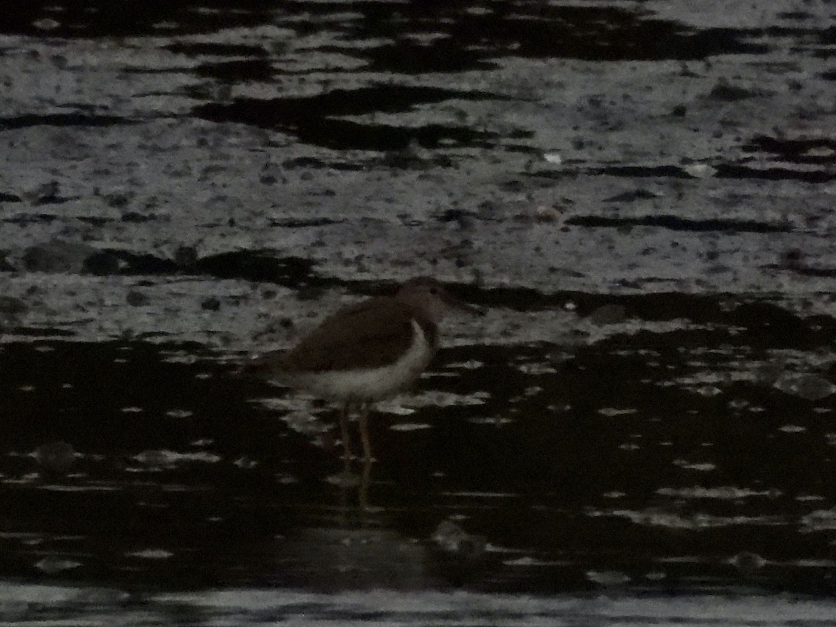 Spotted Sandpiper - ML642124504