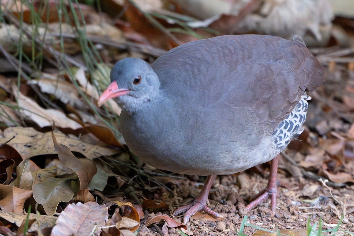 Tinamú Tataupá - ML642124506