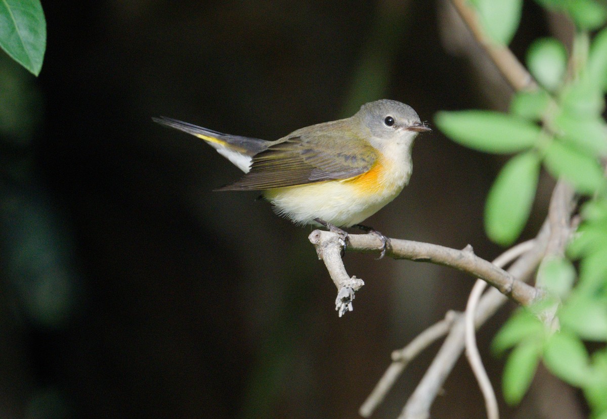 American Redstart - ML642124507