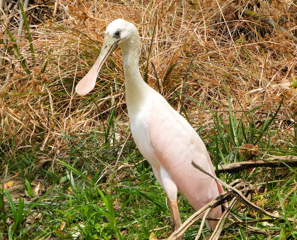 Roseate Spoonbill - ML642124514