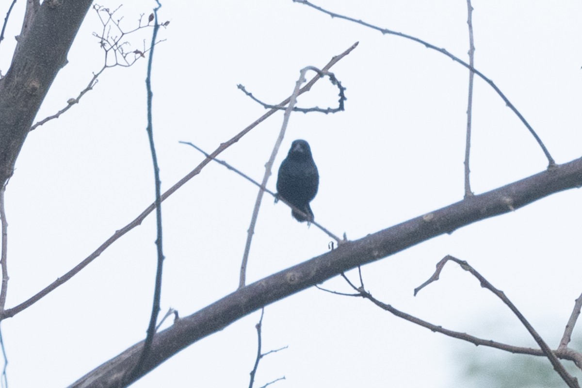Blue-black Grassquit - ML642124519
