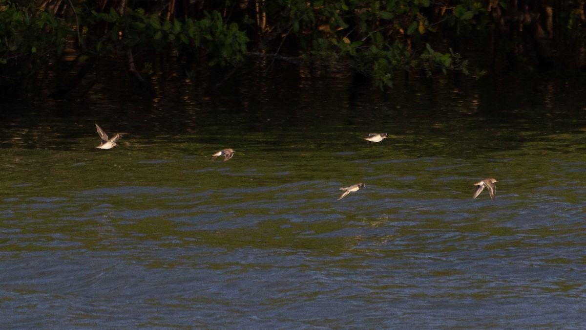 Spotted Sandpiper - ML642124520