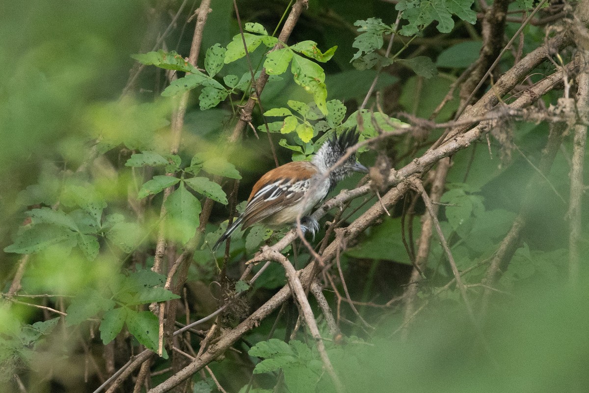 Black-crested Antshrike - ML642124529