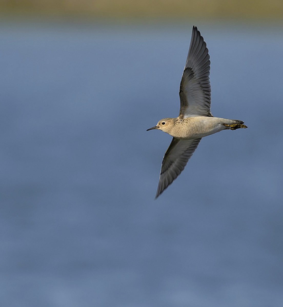 Buff-breasted Sandpiper - ML642124544