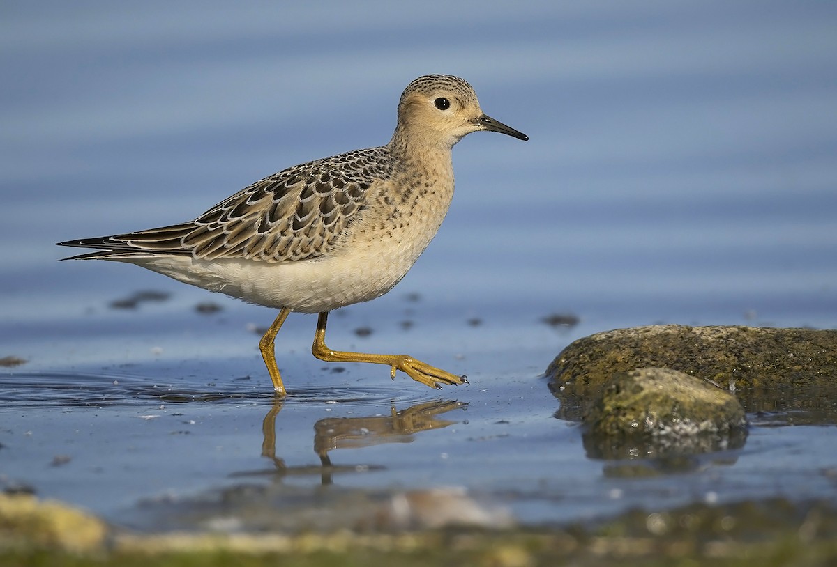 Buff-breasted Sandpiper - ML642124545
