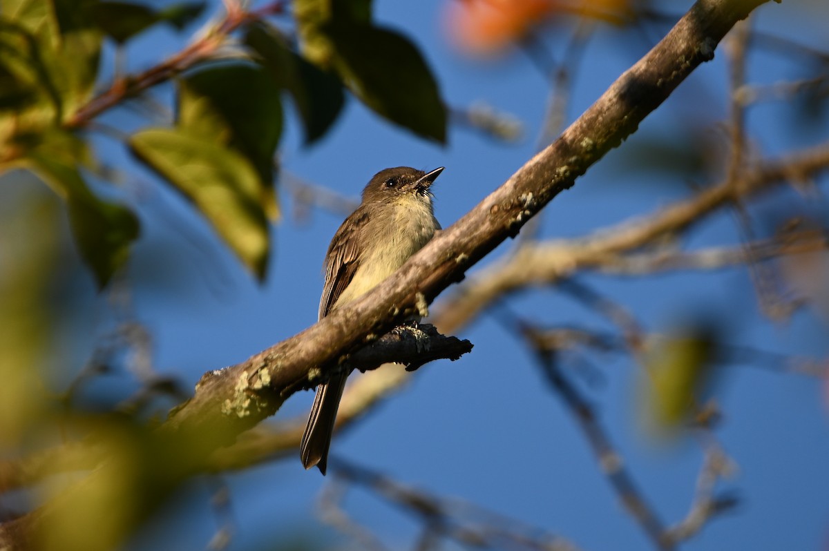 Eastern Phoebe - ML642124551