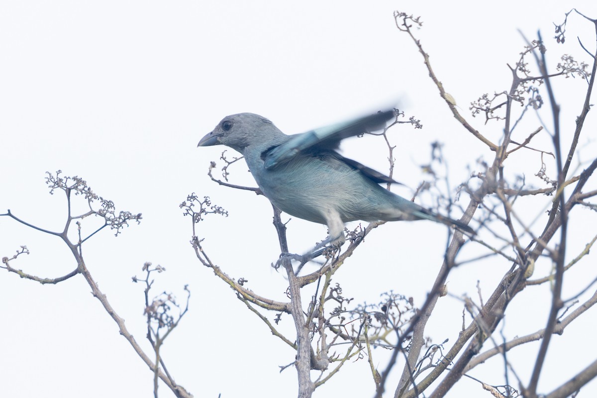 Glaucous Tanager - ML642124573