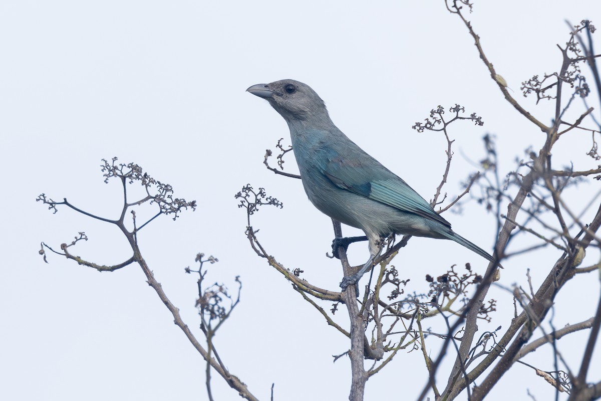Glaucous Tanager - ML642124574