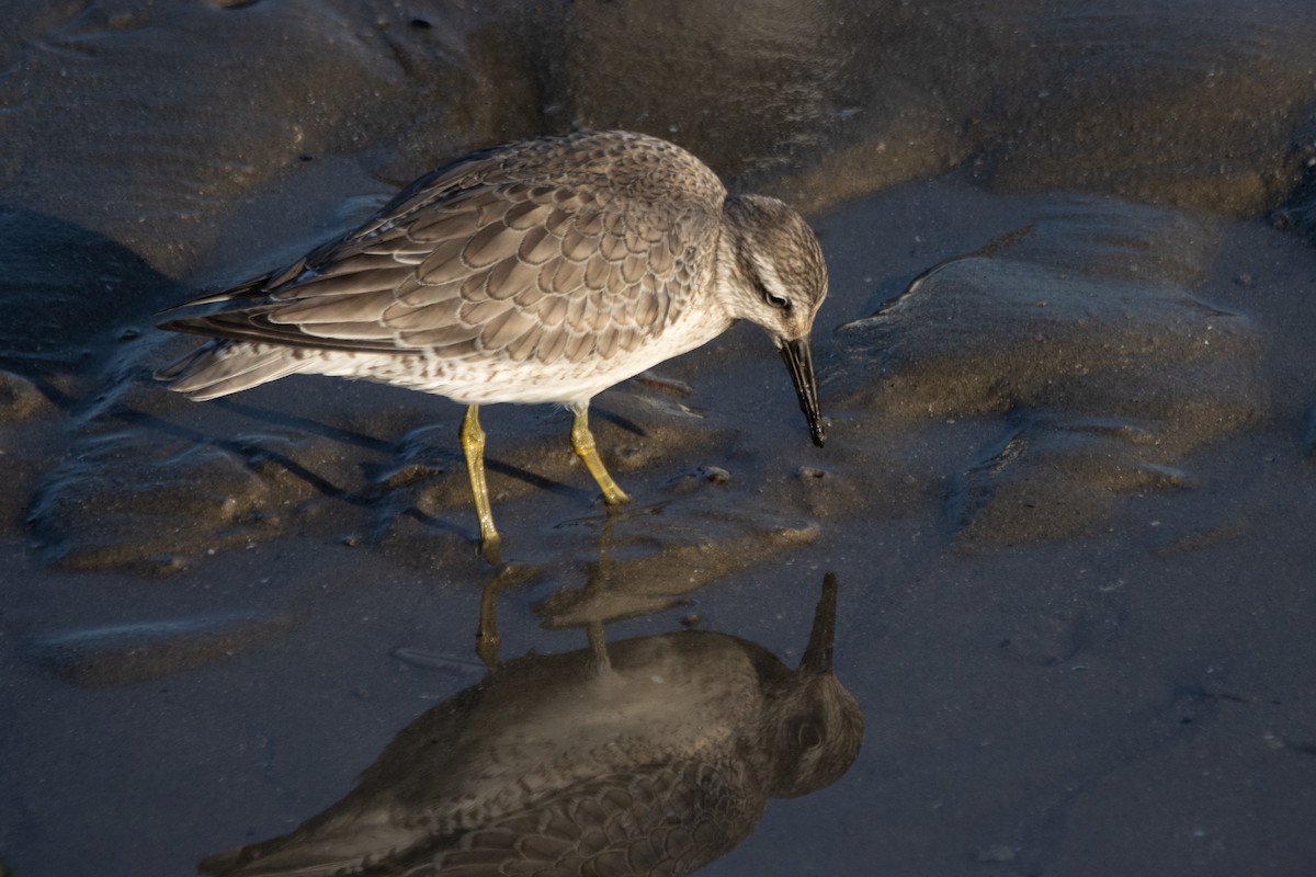 Red Knot - ML642124584