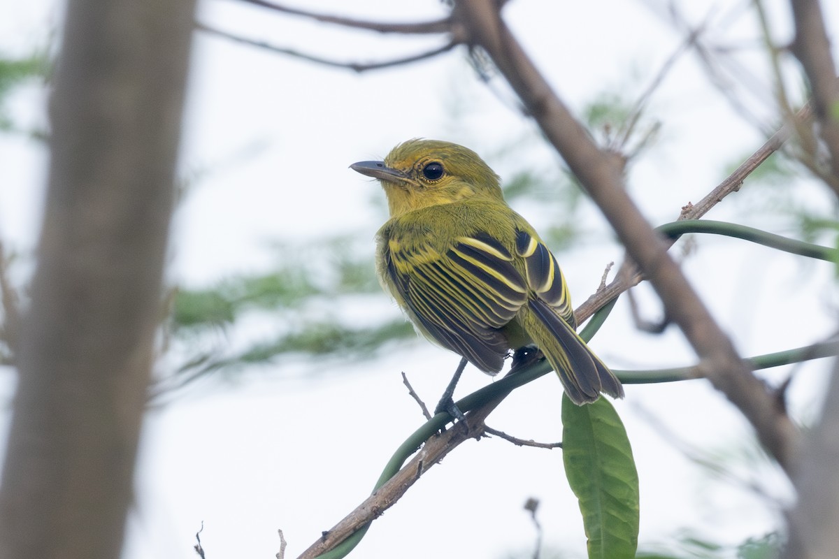 Picoplano Pechiamarillo (grupo flaviventris) - ML642124593