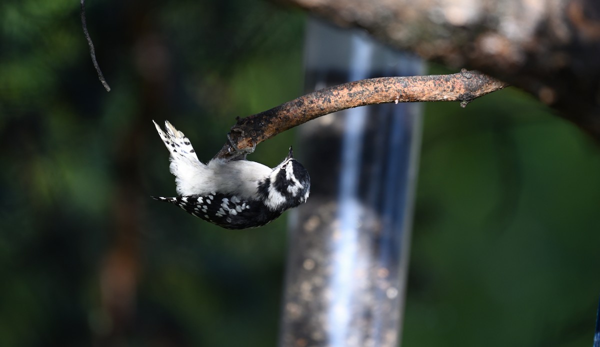 Downy Woodpecker - ML642124609