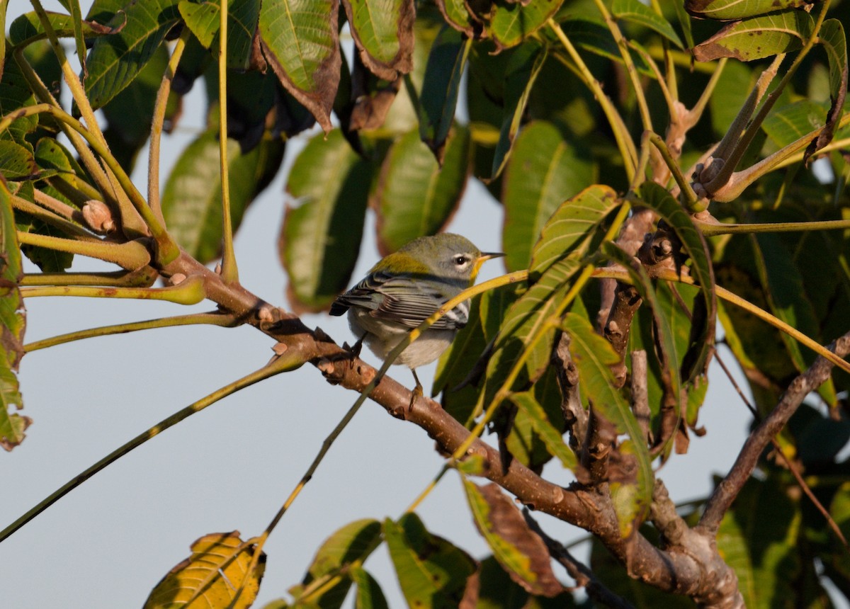 Northern Parula - ML642124619