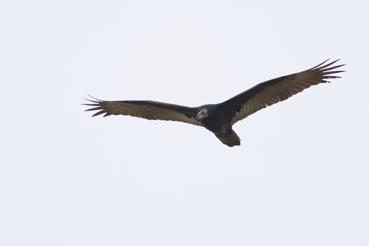Turkey Vulture - ML642124626