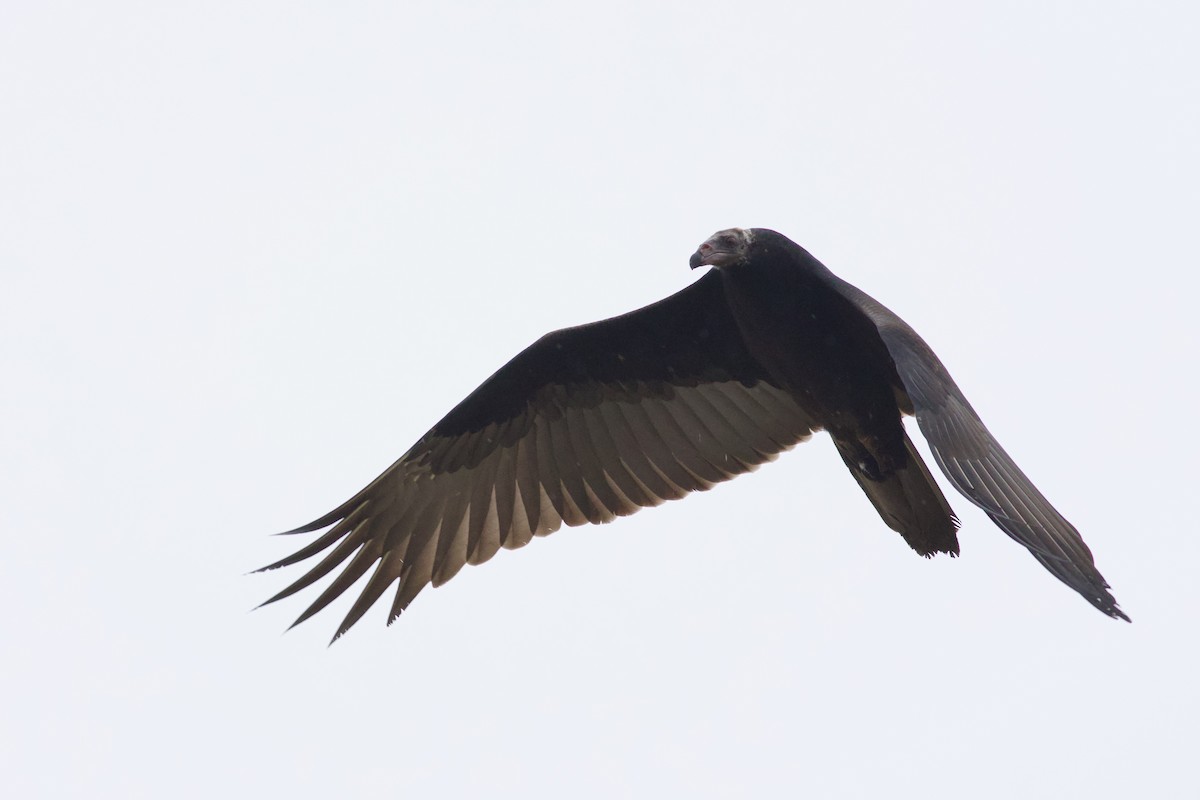 Turkey Vulture - ML642124627