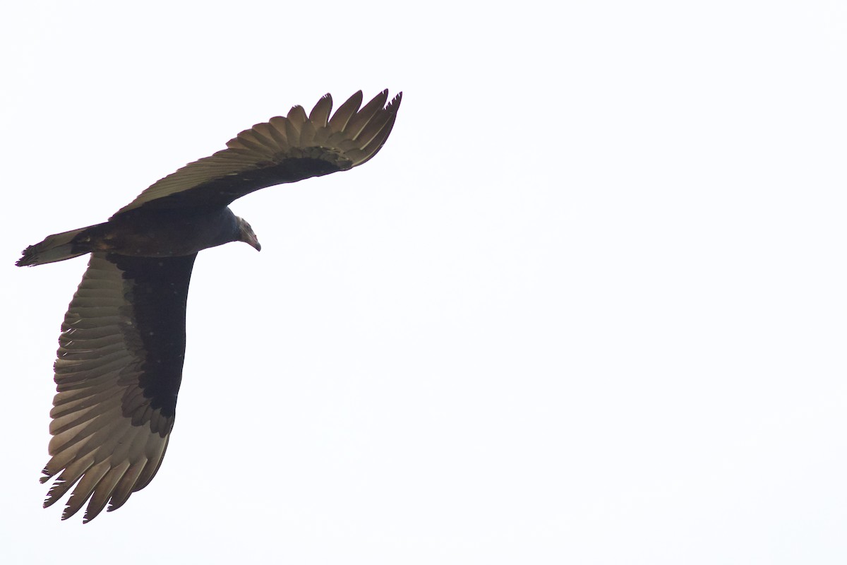 Turkey Vulture - ML642124628