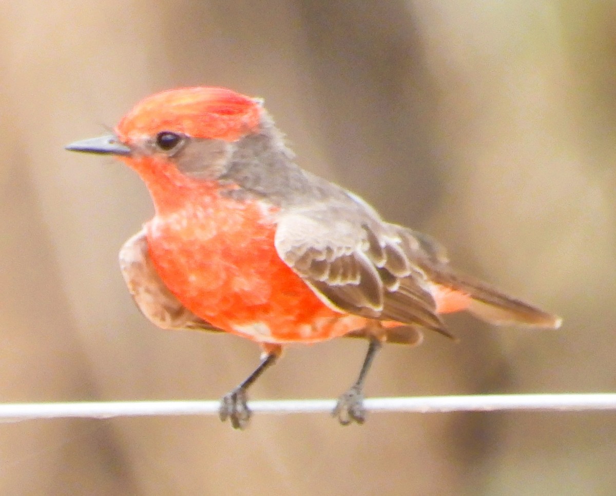 Vermilion Flycatcher - ML642124629