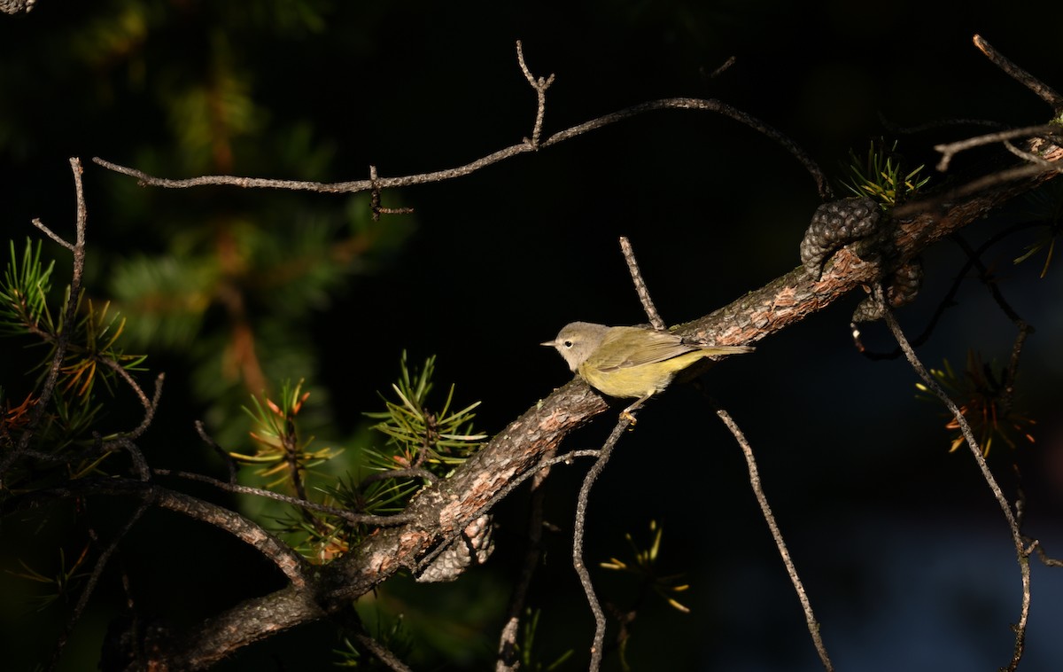Orange-crowned Warbler - ML642124632