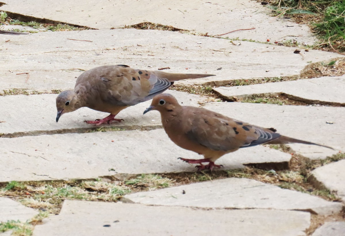 Mourning Dove - ML642124645