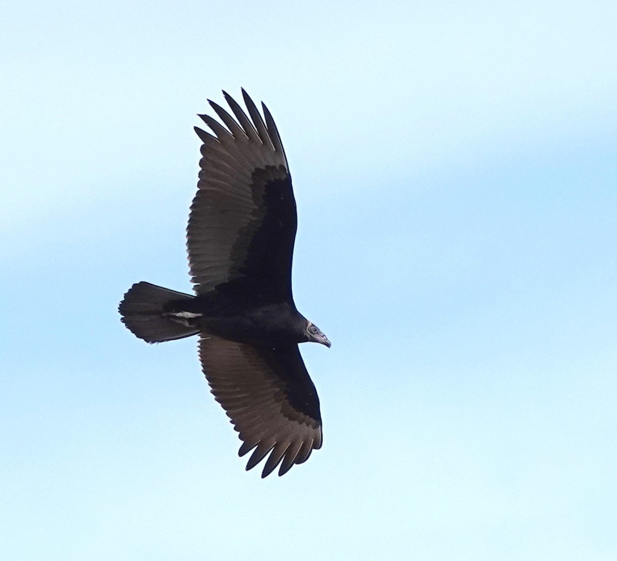 Turkey Vulture - ML642124646