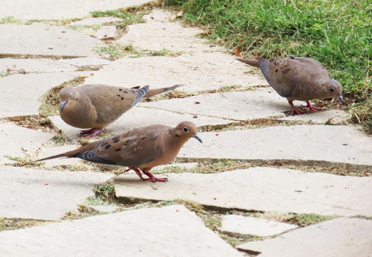 Mourning Dove - ML642124648