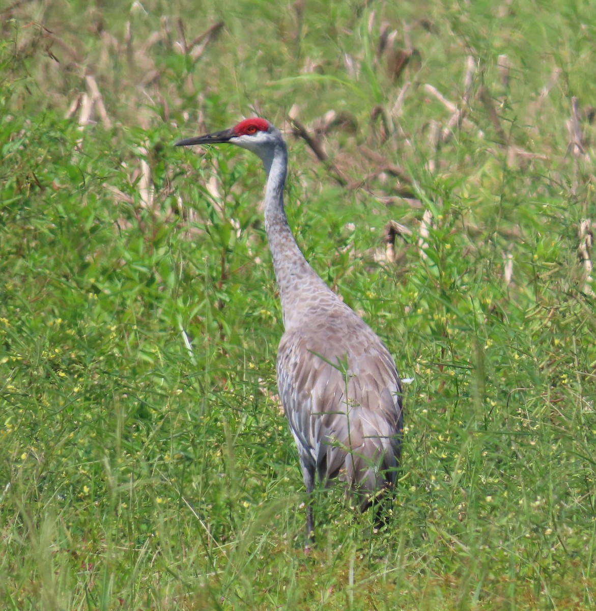 Sandhill Crane - ML642124655