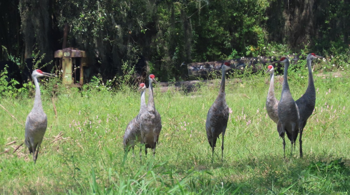 Sandhill Crane - ML642124658