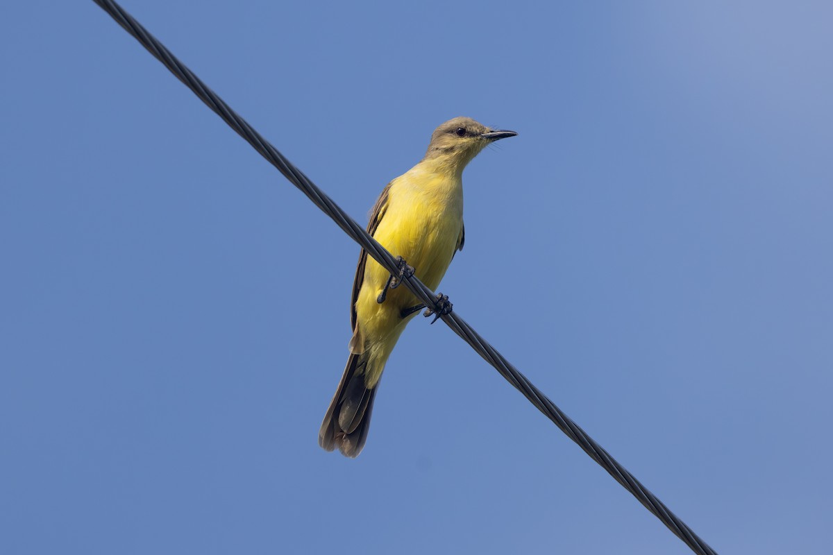 Picabuey - ML642124674