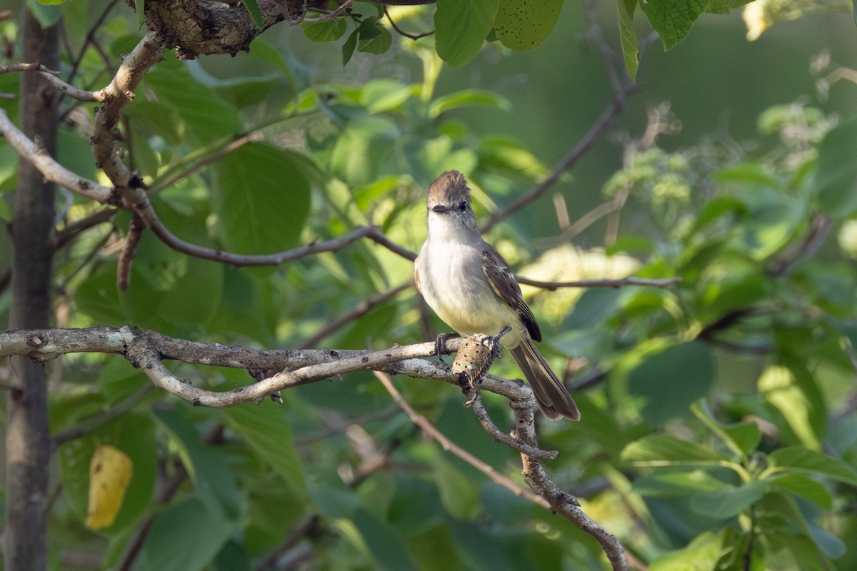 Northern Scrub-Flycatcher - ML642124692