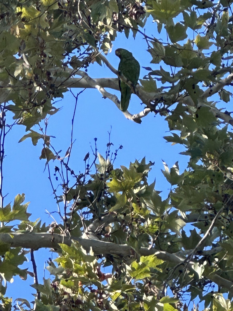 Lilac-crowned Amazon - ML642124713