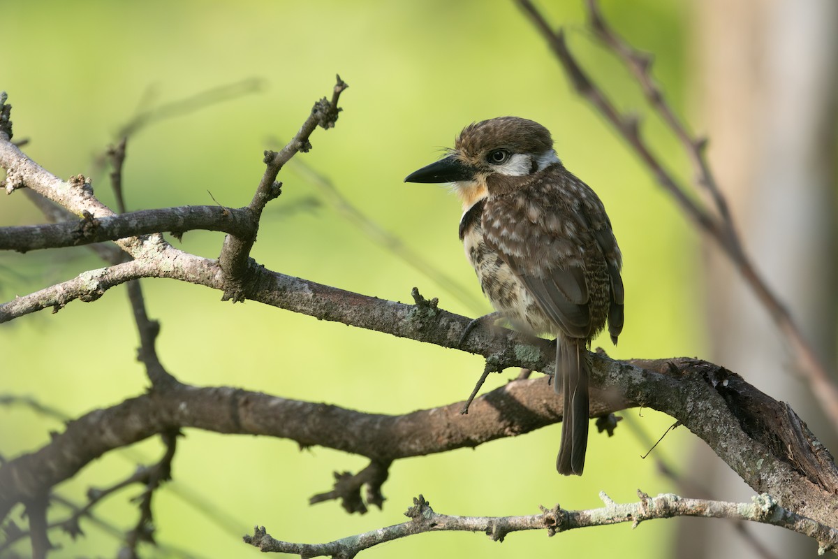 Russet-throated Puffbird - ML642124734