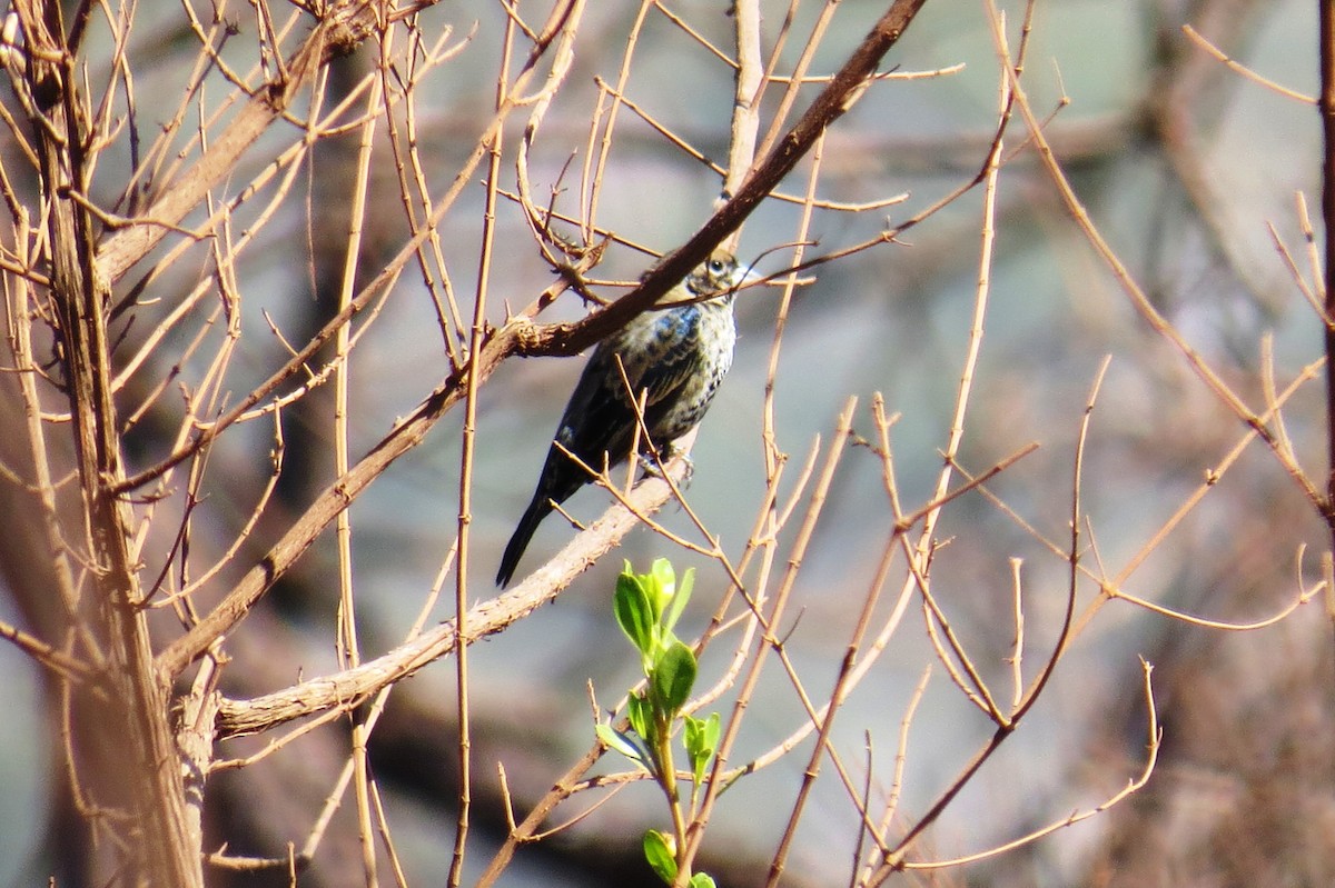 Blue-black Grassquit - ML642124735