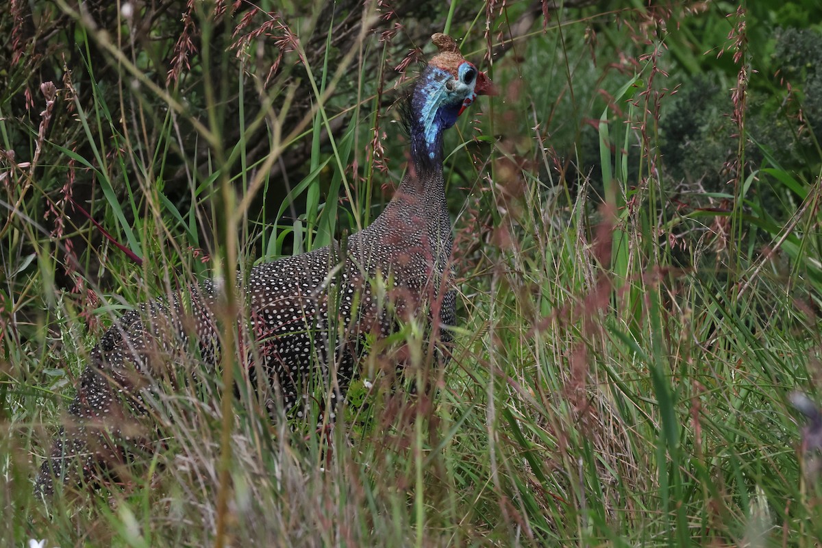 Helmeted Guineafowl - ML642124746