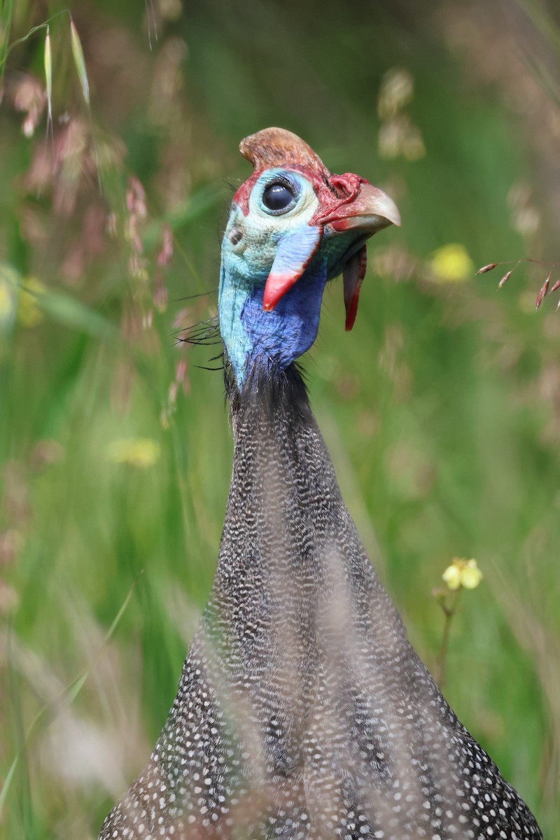 Helmeted Guineafowl - ML642124748