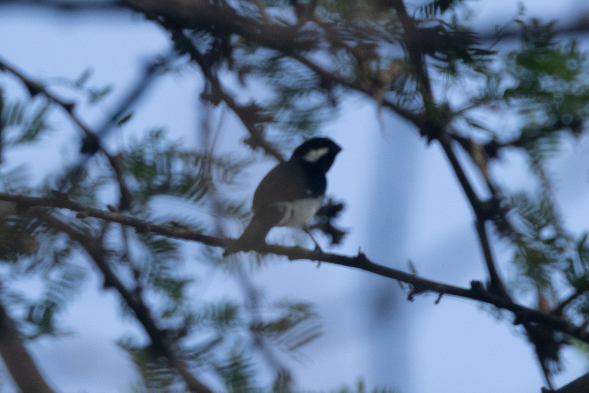 Lesson's Seedeater - ML642124758