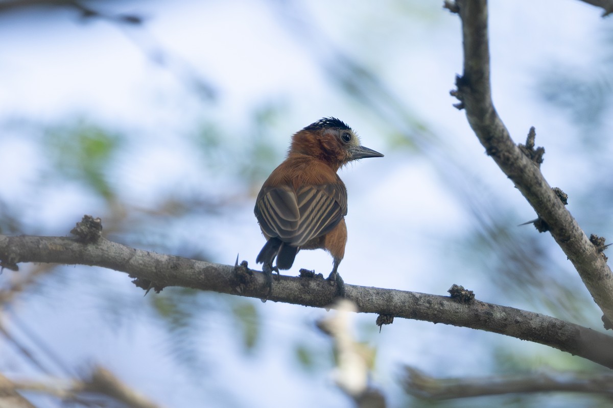 Chestnut Piculet - ML642124770