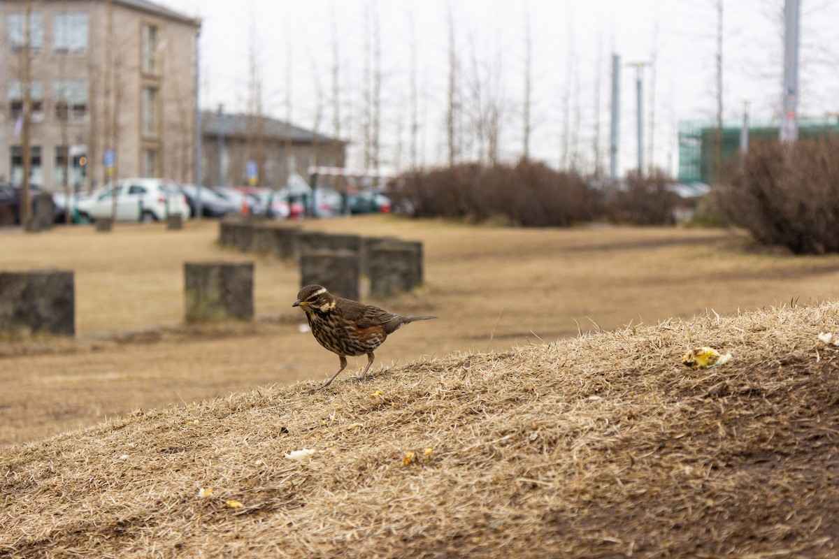 Redwing - ML642124776