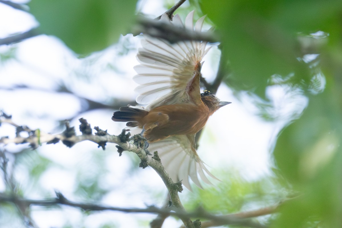 Chestnut Piculet - ML642124780