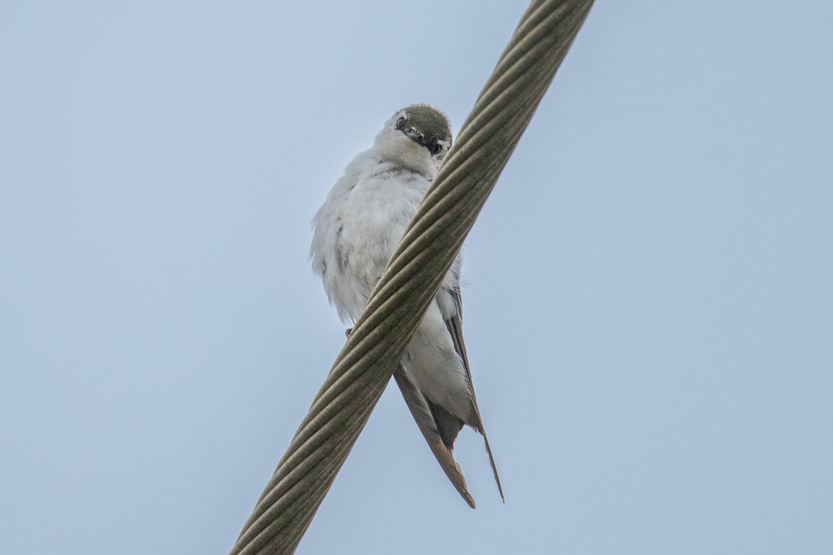 Violet-green Swallow - ML642124782