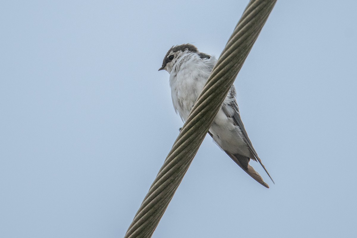 Violet-green Swallow - ML642124783